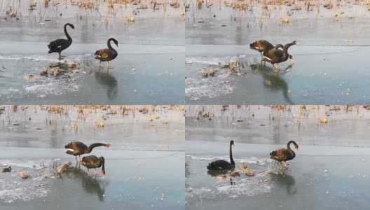 黑天鹅和他们的小天鹅在冬天寒冷的冰上行走高清在线视频素材下载