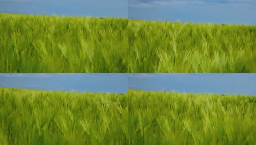 蓝天下的绿色田野。农用有机植物的新鲜小穗。植物在风中摇曳。绿色的自然背景。高清在线视频素材下载
