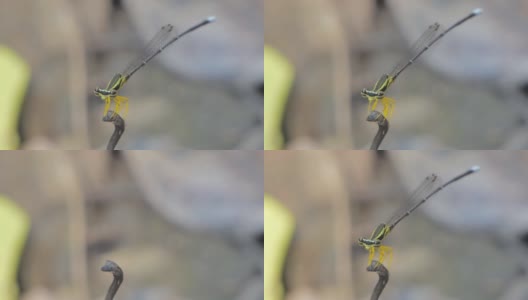 黄色蜻蜓栖息在树枝上。高清在线视频素材下载