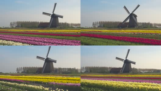 航拍:荷兰乡村郁金香盛开的田野风景。高清在线视频素材下载