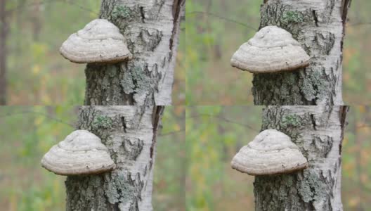 药用蘑菇长在树皮上。树蘑菇在树上。特写镜头高清在线视频素材下载