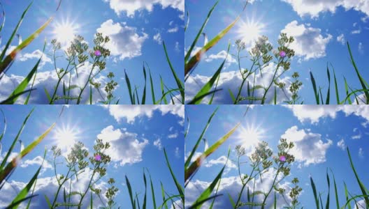 绿色的植物和草在蓝天白云和明亮的太阳的映衬下。高清在线视频素材下载