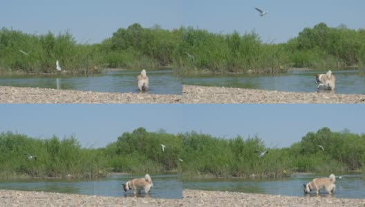 美丽的狗散步和饮水从森林池塘。带着宠物在池塘边散步。高清在线视频素材下载