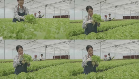 在温室里种植绿色沙拉和蔬菜。园丁们精心照料有机蔬菜。高清在线视频素材下载