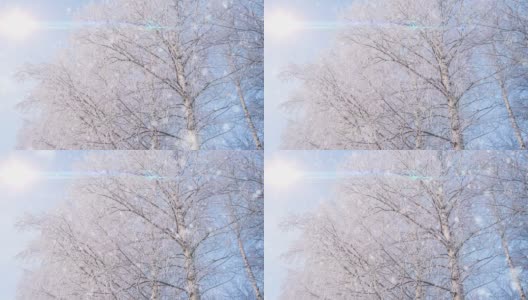 美丽的白桦树覆盖着白雪，背景是蓝天。冬天的背景。寒冷的天气。阳光明媚的一天。变形镜头耀斑高清在线视频素材下载