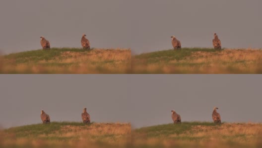 卡尔梅基亚的兀鹫高清在线视频素材下载