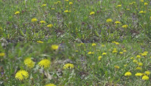 4k视频剪辑的蒲公英花开花和生长在草地上的背景。蒲公英盛开的花。高清在线视频素材下载