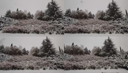 冬天的到来，西班牙瓦拉多利德的坎特拉克公园的树木和灌木上迎来了第一场降雪高清在线视频素材下载