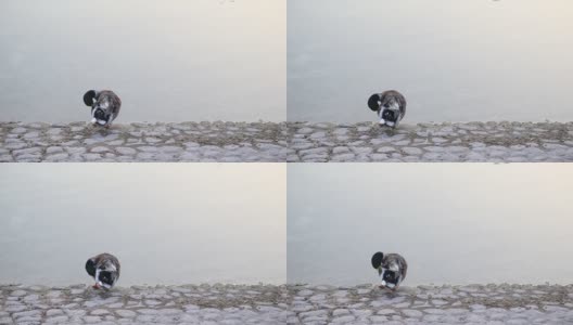 阿联酋阿布扎比的野生动物。鸭子在池塘边给自己洗澡高清在线视频素材下载