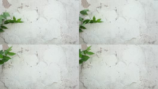 绿色的树叶在白色混凝土墙的背景与裂缝高清在线视频素材下载