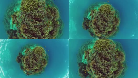 珊瑚礁的水下世界。Panglao、菲律宾高清在线视频素材下载