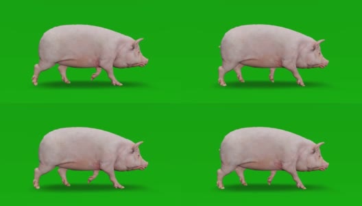 绿色屏幕上的猪行走动画。概念动物、野生动物、游戏、返校、3d动画、短视频、电影、卡通、有机、色度键、角色动画、设计元素、可循环高清在线视频素材下载