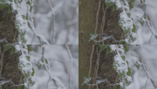 极端近距离拍摄的雪覆盖的树叶在林地高清在线视频素材下载