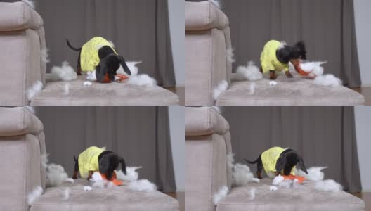 淘气的腊肠小狗穿着黄色的t恤在客厅灰色的软沙发上撕扯着白色填充物的小玩具高清在线视频素材下载