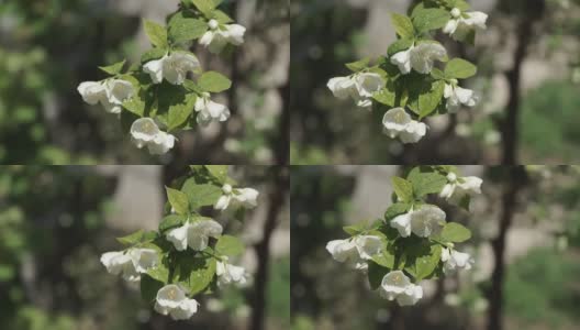 白色花的茉莉花或茉莉花与滴在灌木在春天。特写镜头。高清在线视频素材下载