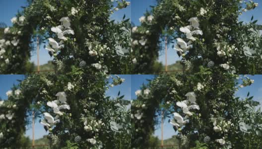 美丽的花装饰白玫瑰和绿色的花瓣高清在线视频素材下载
