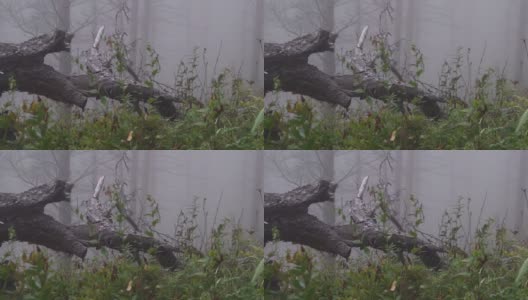 老树干躺在雾蒙蒙的森林里。松树间的雾高清在线视频素材下载