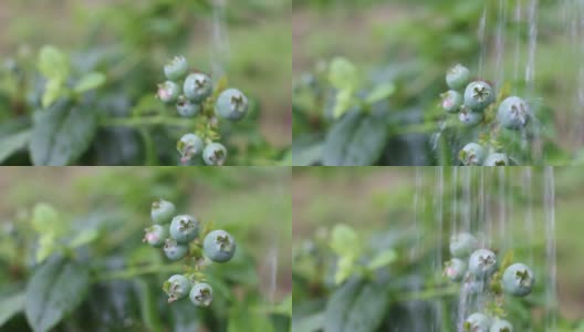 新鲜的有机蓝莓在灌丛中成熟并浇水。在水滴下生浆果的灌木高清在线视频素材下载