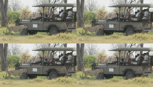 博茨瓦纳，游客们开着狩猎车去看狮子高清在线视频素材下载