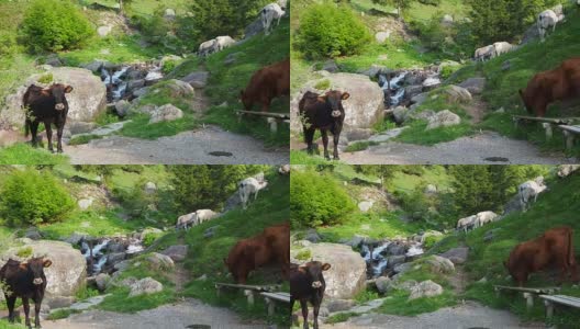 在高山草地上吃草的一群野牛。意大利阿尔卑斯山。意大利高清在线视频素材下载