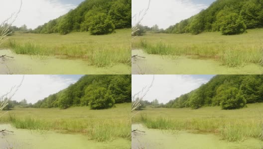 在繁殖期，蜻蜓飞得很慢，飞过群山中的绿色沼泽高清在线视频素材下载