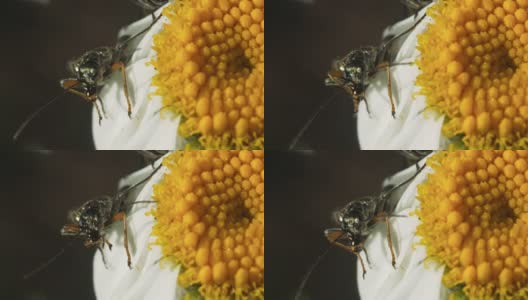 甘菊花上的甲虫。高清在线视频素材下载