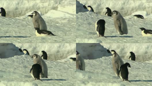 南极洲-帝企鹅高清在线视频素材下载