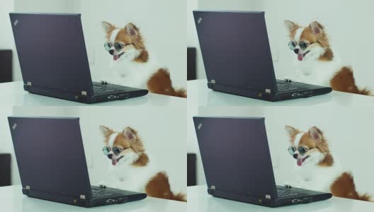 狗戴着眼镜看笔记本电脑高清在线视频素材下载