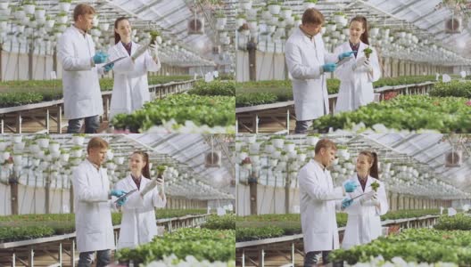 在工业温室中，两位农业工程师利用平板电脑的分析能力控制花卉生长潜力。高清在线视频素材下载