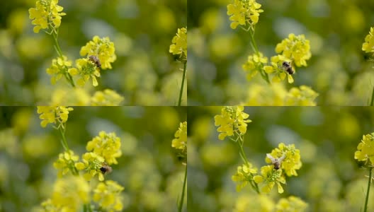 蜜蜂从芥菜花蜜中采集花蜜的慢动作。高清在线视频素材下载