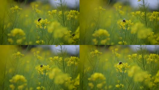 蜜蜂从芥菜花蜜中采集花蜜的慢动作。高清在线视频素材下载