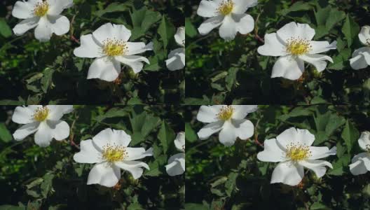 白玫瑰长在有叶有刺的树枝上高清在线视频素材下载
