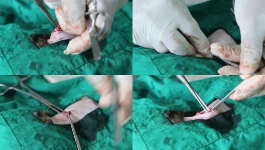 兽医在做消毒手术。猫在兽医手术中，子宫和卵巢的猫在手术中法国斗牛犬在一个炎热的夏天喘气高清在线视频素材下载