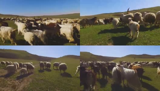 看家狗在绿谷追逐羊群，饲养高清在线视频素材下载