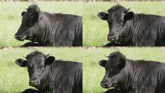 黑牛休息高清在线视频素材下载