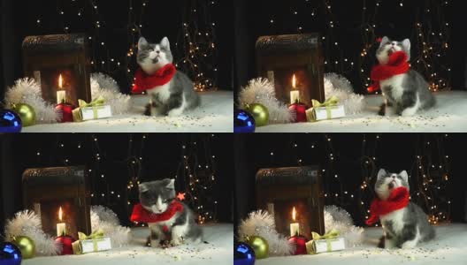 圣诞小猫在红围巾高清在线视频素材下载