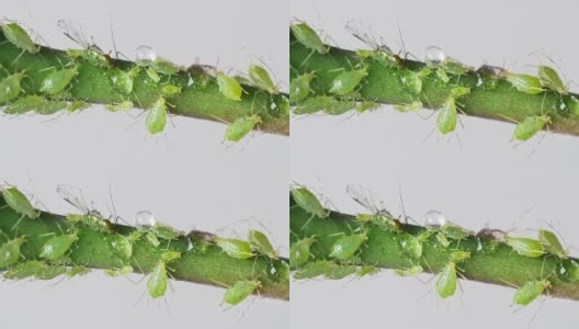 玫瑰枝上的蚜虫高清在线视频素材下载