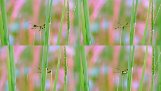 蜻蜓慢镜头上的草和模糊的天空，湛蓝的天空和美丽的云彩。成虫特征是大而多面的眼睛，两对强烈透明的翅膀，色斑细长的身体高清在线视频素材下载
