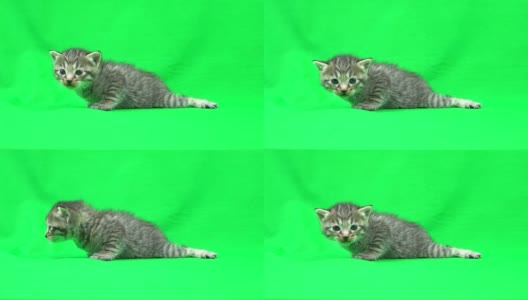 色度关键材料小猫高清在线视频素材下载