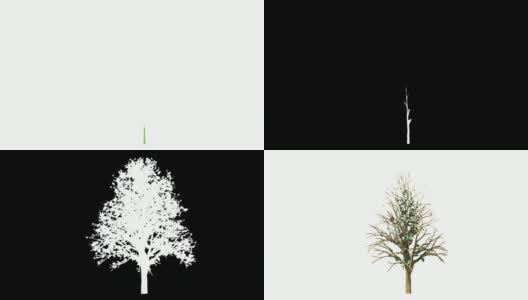 生长的树在白色与阿尔法通道高清在线视频素材下载