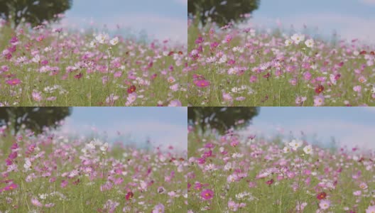 宇宙之花，在日本东京的秀田基宁公园高清在线视频素材下载