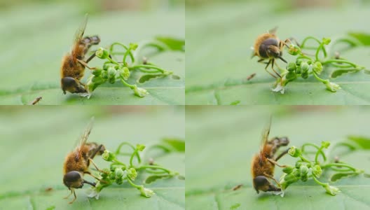 蜜蜂从花中采集花蜜。宏高清在线视频素材下载