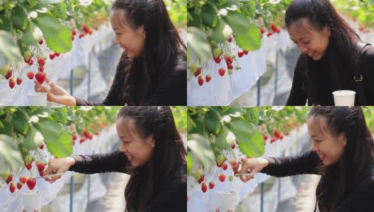 在日本的草莓有机农场，一名亚洲年轻女子用剪刀把草莓切成纸杯。高清在线视频素材下载