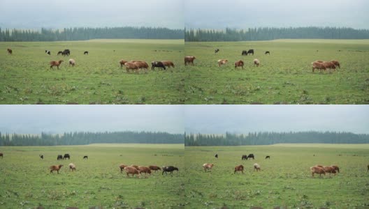 新疆草原上放牧的绵羊和马高清在线视频素材下载
