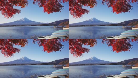 日本富士山和川口湖的秋红枫树高清在线视频素材下载