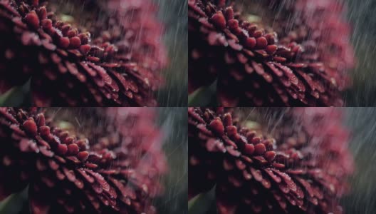 微距暗红色花瓣在雨中模糊的背景高清在线视频素材下载