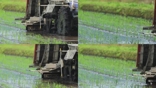 日本的水稻种植景观高清在线视频素材下载