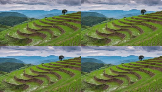 东南亚山地农业稻田的时间流逝高清在线视频素材下载