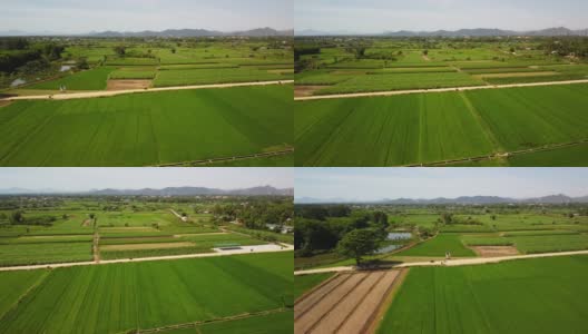 空中的农业用地与绿色的稻田和甘蔗种植园高清在线视频素材下载