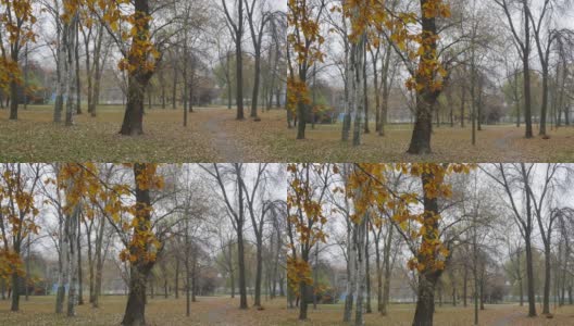 一条铺满黄叶的小路，后面是高大的树木和房屋。高清在线视频素材下载